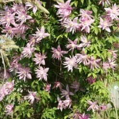 Clematis 'Markham's Pink' 6 Clematis 'Markham's Pink' -Deals Green4Ever Store pl0000000987 card3 lg