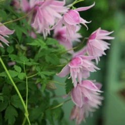 Clematis 'Markham's Pink' 7 Clematis 'Markham's Pink' -Deals Green4Ever Store pl0000000987 card4 lg