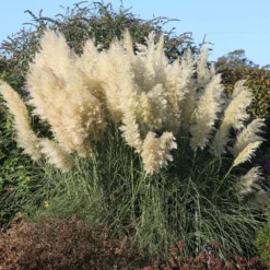Cortaderia Selloana 'Pumila' -Deals Green4Ever Store pl0000000996 card3 lg
