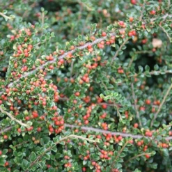 Cotoneaster Horizontalis -Deals Green4Ever Store pl0000001028 card3 lg