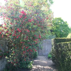 Crinodendron Hookerianum -Deals Green4Ever Store pl0000001052 card2 lg