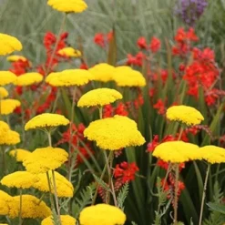 Crocosmia 'Lucifer' -Deals Green4Ever Store pl0000001055 card3 lg