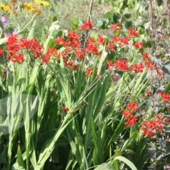 Crocosmia 'Lucifer' -Deals Green4Ever Store pl0000001055 card4 lg
