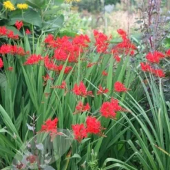 Crocosmia 'Lucifer' -Deals Green4Ever Store pl0000001055 card5 lg