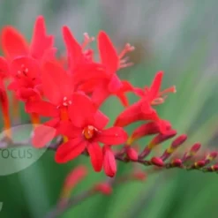 Crocosmia 'Lucifer' -Deals Green4Ever Store pl0000001055 card6 lg