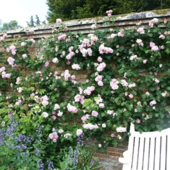 Rosa 'Constance Spry' -Deals Green4Ever Store pl0000001115 card4 lg