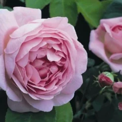 Rosa 'Constance Spry' -Deals Green4Ever Store pl0000001115 card5 lg