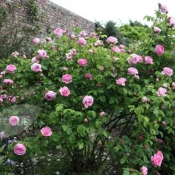 Rosa 'Constance Spry' -Deals Green4Ever Store pl0000001115 card6 lg