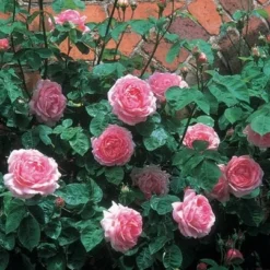 Rosa 'Constance Spry' -Deals Green4Ever Store pl0000001115 card7 lg