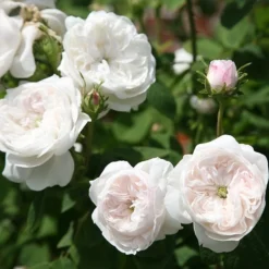 Rosa 'Madame Hardy' -Deals Green4Ever Store pl0000001116 card3 lg