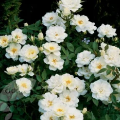 Rosa Kent ('Poulcov') (PBR) (Towne & Country Series) -Deals Green4Ever Store pl0000001131 card2 lg