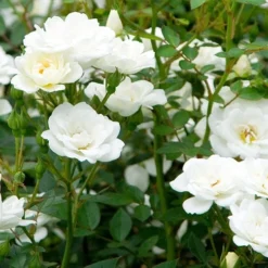 Rosa Kent ('Poulcov') (PBR) (Towne & Country Series) -Deals Green4Ever Store pl0000001131 card3 lg