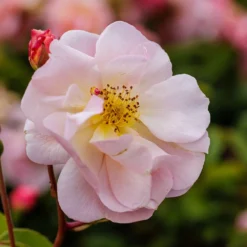 Rosa 'Cornelia' -Deals Green4Ever Store pl0000001138 card4 lg