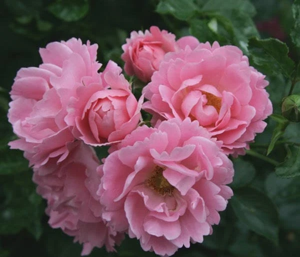 Rosa Surrey ('Korlanum') 2 Rosa Surrey ('Korlanum') - Image 2