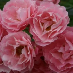 Rosa Surrey ('Korlanum') 5 Rosa Surrey ('Korlanum') -Deals Green4Ever Store pl0000001154 card3 lg