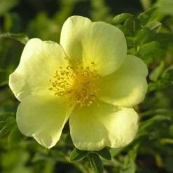 Rosa Xanthina 'Canary Bird' -Deals Green4Ever Store pl0000001158 card3 lg