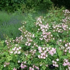 Rosa 'Ballerina' -Deals Green4Ever Store pl0000001159 card3 lg