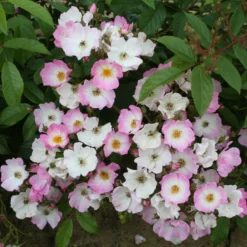 Rosa 'Ballerina' -Deals Green4Ever Store pl0000001159 card4 lg