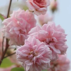 Rosa 'Climbing Cécile Brünner' -Deals Green4Ever Store pl0000001169 card5 lg