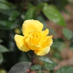 Rosa 'Golden Showers' -Deals Green4Ever Store pl0000001178 card3 lg