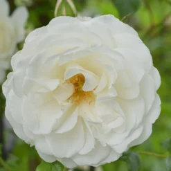 Rosa 'Climbing Iceberg' -Deals Green4Ever Store pl0000001181 card3 lg