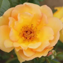 Rosa 'Maigold' -Deals Green4Ever Store pl0000001184 card4 lg scaled