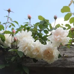 Rosa 'Madame Alfred Carrière' -Deals Green4Ever Store pl0000001186 card3 lg