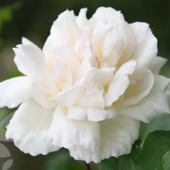 Rosa 'Madame Alfred Carrière' -Deals Green4Ever Store pl0000001186 card4 lg