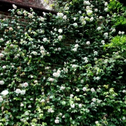 Rosa 'Madame Alfred Carrière' -Deals Green4Ever Store pl0000001186 card5 lg