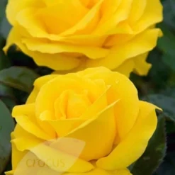 Rosa Golden Wedding ('Arokris') (PBR) -Deals Green4Ever Store pl0000001207 card3 lg