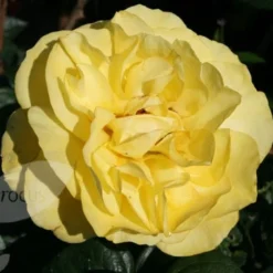Rosa Golden Wedding ('Arokris') (PBR) -Deals Green4Ever Store pl0000001207 card4 lg