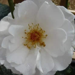 Rosa Margaret Merril ('Harkuly') -Deals Green4Ever Store pl0000001213 card3 lg