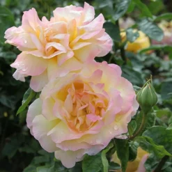 Rosa Peace ('Madame A. Meilland') -Deals Green4Ever Store pl0000001240 card3 lg