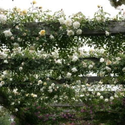 Rosa 'Albéric Barbier' -Deals Green4Ever Store pl0000001272 card3 lg