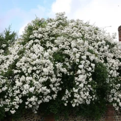 Rosa 'Rambling Rector' -Deals Green4Ever Store pl0000001282 card2 lg