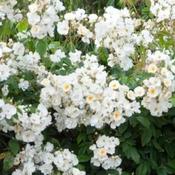 Rosa 'Wedding Day' -Deals Green4Ever Store pl0000001284 card3 lg