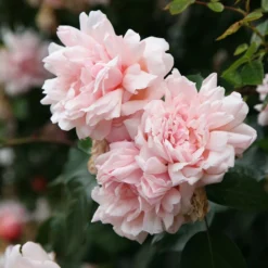 Rosa 'François Juranville'