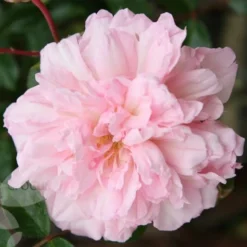 Rosa 'François Juranville' -Deals Green4Ever Store pl0000001285 card3 lg