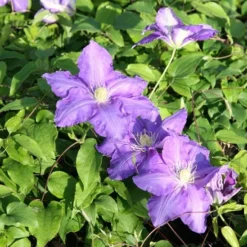 Clematis 'Lasurstern' -Deals Green4Ever Store pl0000001388 card2 lg