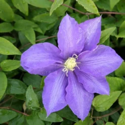 Clematis 'Lasurstern' -Deals Green4Ever Store pl0000001388 card3 lg