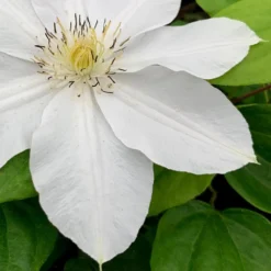 Clematis 'Marie Boisselot' -Deals Green4Ever Store pl0000001389 card3 lg