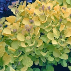 Cotinus Coggygria Golden Spirit ('Ancot') (PBR) -Deals Green4Ever Store pl0000001412 card2 lg