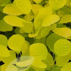 Cotinus Coggygria Golden Spirit ('Ancot') (PBR) -Deals Green4Ever Store pl0000001412 card3 lg