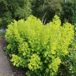 Cotinus Coggygria Golden Spirit ('Ancot') (PBR) -Deals Green4Ever Store pl0000001412 card4 lg