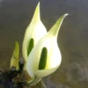 Lysichiton Camtschatcensis