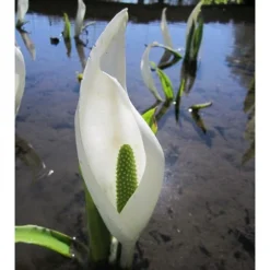 Lysichiton Camtschatcensis -Deals Green4Ever Store pl0000001468 card3 lg