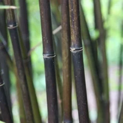 Phyllostachys Nigra 19 Phyllostachys Nigra -Deals Green4Ever Store pl0000001601 card10 lg