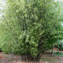 Phyllostachys Nigra 12 Phyllostachys Nigra -Deals Green4Ever Store pl0000001601 card3 lg