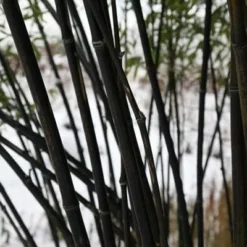 Phyllostachys Nigra 16 Phyllostachys Nigra -Deals Green4Ever Store pl0000001601 card7 lg