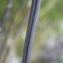 Phyllostachys Nigra 17 Phyllostachys Nigra -Deals Green4Ever Store pl0000001601 card8 lg